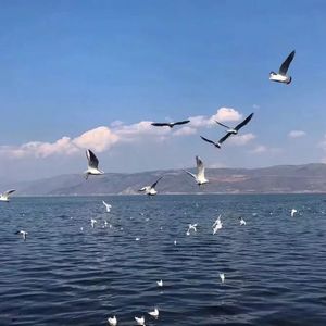 香香公主被爱犬拔河是哪一期
